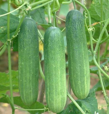 தாகம் தீர்க்கும் வௌ்ளரிக்காய்